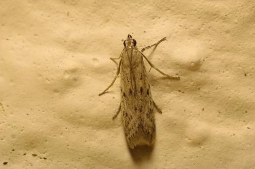 Réf. 247 850 : Phycitodes sp.